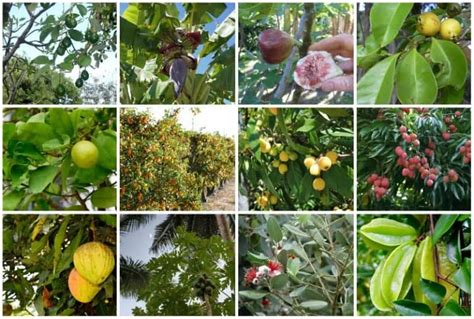 最好種的果樹|庭院內建議種那些果樹 Suggested fruit trees for courtyard